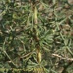 Vogtia annua Mosusu