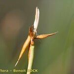 Carex pauciflora പുറംതൊലി