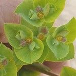 Euphorbia hirsuta Květ