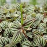 Peperomia albovittata Feuille