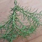 Cryptomeria japonicaLeaf