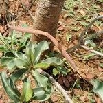 Adenium multiflorum Лист