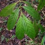 Psychotria remota Leht