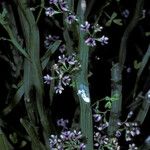 Carmichaelia australis Flor