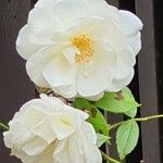 Rosa banksiae Blüte