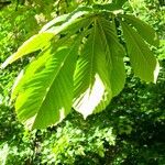 Aesculus hippocastanum পাতা