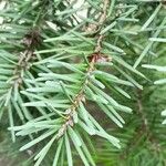 Pseudotsuga menziesii Levél