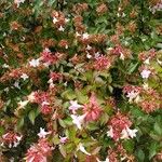 Abelia × grandifloraBlomst