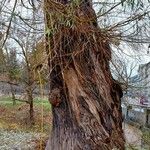 Salix × pendulina Bark