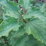 Cistus populifolius Likasa