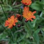 Pilosella guthnikiana Flower