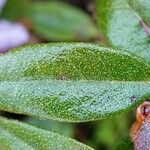 Rhododendron hippophaeoides Foglia