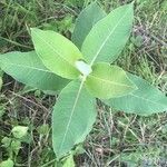 Asclepias viridiflora पत्ता