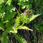 Pedicularis recutita Flower