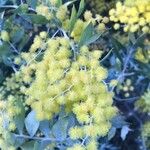 Acacia podalyriifolia Flor