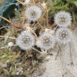 Crepis foetidaBlüte