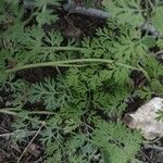 Corydalis flavula Leaf