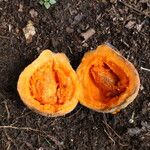 Garcinia kola Fruit