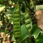 Bauhinia acuminata Vrucht