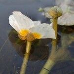 Ranunculus peltatus Habitus