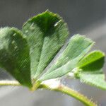 Trifolium globosum Frunză