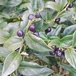 Sarcococca orientalis Fruit