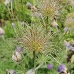 Pulsatilla vulgaris花