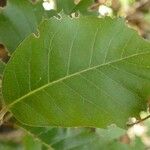 Quercus ilexLeaf