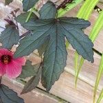 Hibiscus acetosella Blad