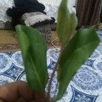 Catha edulis Φρούτο
