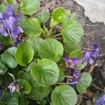 Viola odorata Leaf
