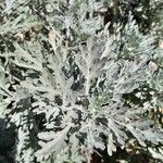 Artemisia absinthiumᱥᱟᱠᱟᱢ