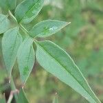 Jasminum officinale पत्ता