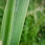 Elymus pungens Leaf