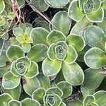 Saxifraga cotyledon 葉