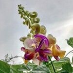 Cochliasanthus caracalla Floare