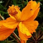 Cosmos sulphureus Flower