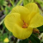 Hibbertia margaretiae Flor