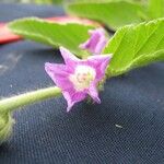 Melochia villosa Floare