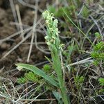 Platanthera hyperborea Floare