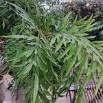 Grevillea robusta List