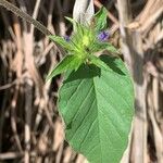 Jacquemontia tamnifolia Blatt