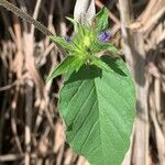 Jacquemontia tamnifolia Lapas