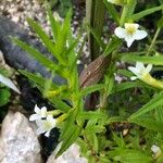 Gratiola officinalis Květ