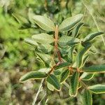Pistacia × saportae Leaf