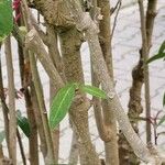 Cestrum elegans Žievė