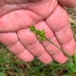 Carex echinata Gyümölcs