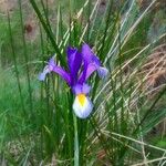 Iris xiphium Blomst