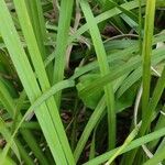 Carex morrowii 葉