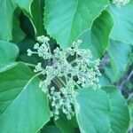 Schizophragma hydrangeoides 花